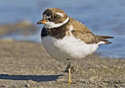 Charadrius semipalmatus